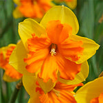 Narcissus Congress Bulbs