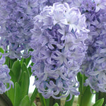 Caribbean Dream Hyacinth Bulbs