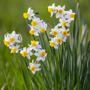 Narcissus Canaliculatis