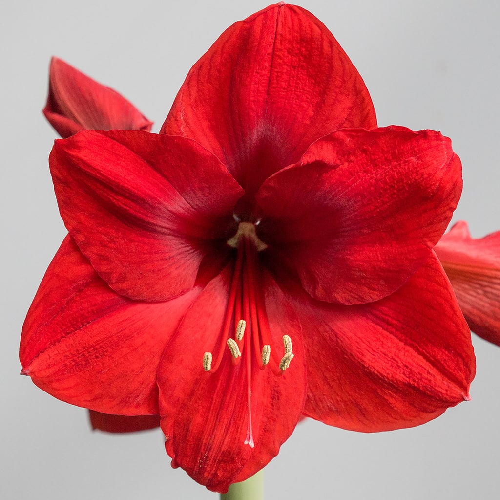 Amaryllis Bundles