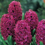Woodstock Hyacinth