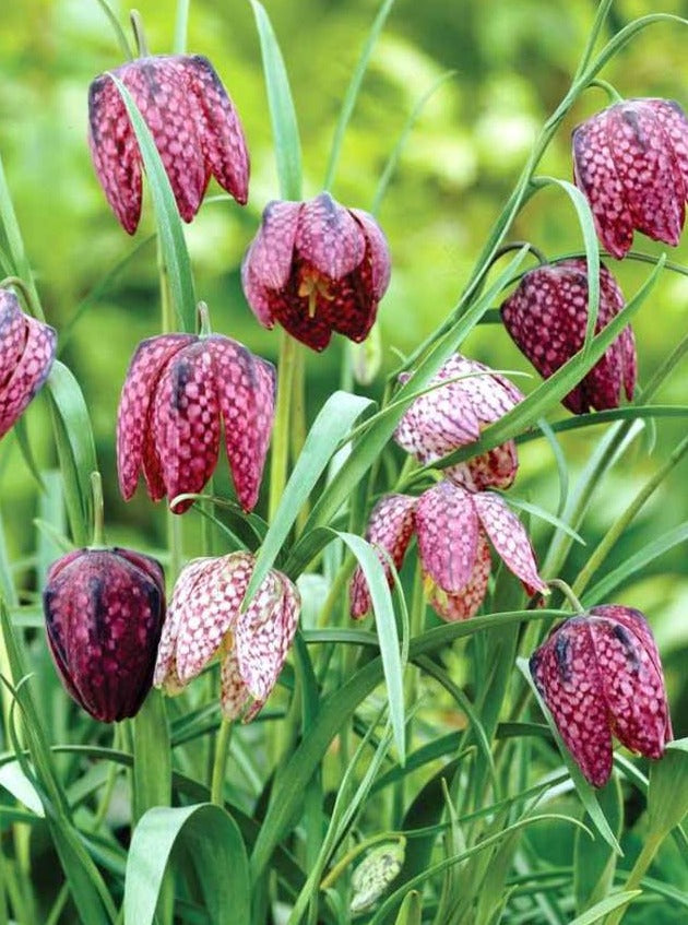 Fritillaria Meleagris Bulbs