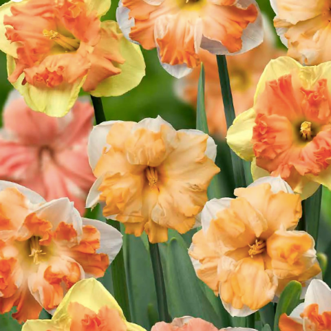 
            
                Load image into Gallery viewer, Hello Spring Narcissus Mix
            
        