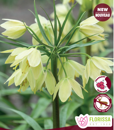 Fritillaria Raddeana Bulbs