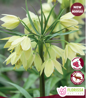 Fritillaria Raddeana Bulbs