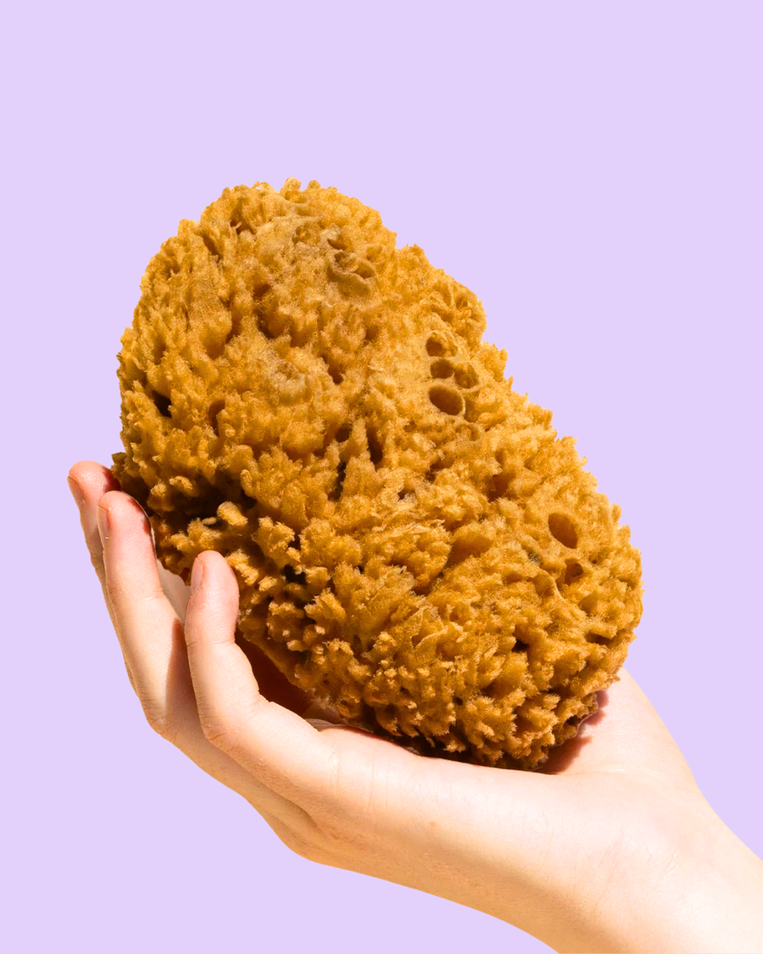 Body Sea Sponge