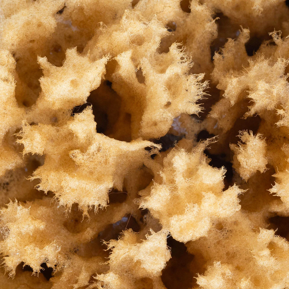 Body Sea Sponge