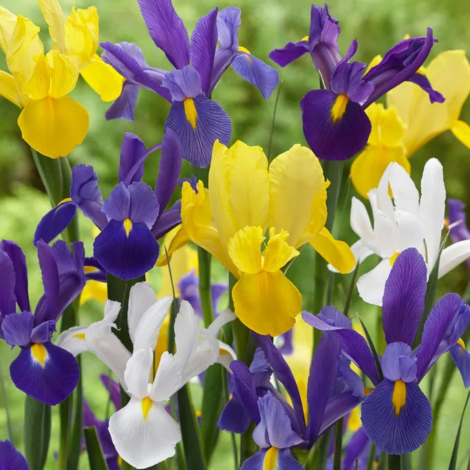 Dutch Spring Iris Mix