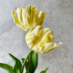 Yellow Madonna Parrot Tulip Bulbs