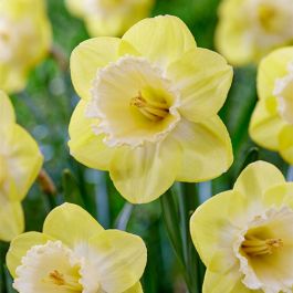 Narcissus Lemon Shake Bulbs