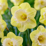 Narcissus Lemon Shake Bulbs