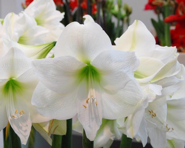 Amaryllis Bundles