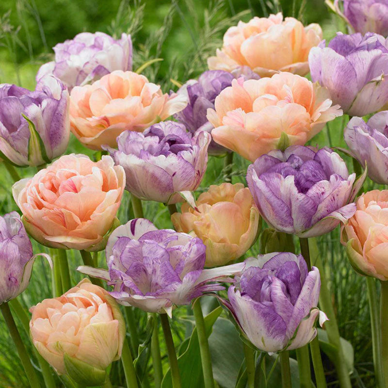 
            
                Load image into Gallery viewer, Sweet English Rose Tulip Mix
            
        